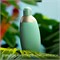 Cacharel Eden For Women Парфюмированная вода, 30 мл 1000029002