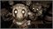 Five Nights at Freddy's: Security Breach 1000041272