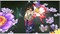 Final Fantasy X/X-2 HD Remaster /PS4 1002047 - фото 496655 Final Fantasy X/X-2 HD Remaster /PS4 1002047 - фото 496655
