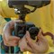 Модификация сверхширокоугольного объектива GoPro (HERO13 Black) - Официальный объектив GoPro (AAEWAL-021) 1000030154